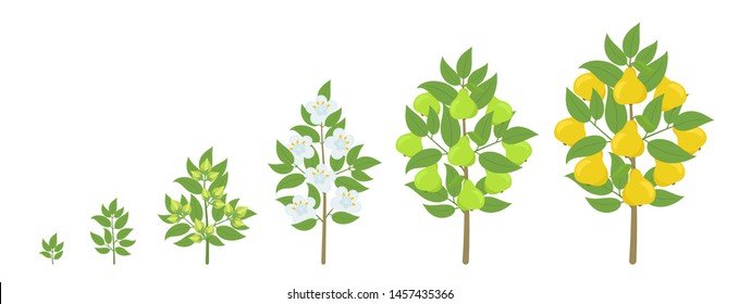 Pear tree growth stages. Ripening period progression. Pear fruit tree life cycle animation plant seedling. Pear increase phases.