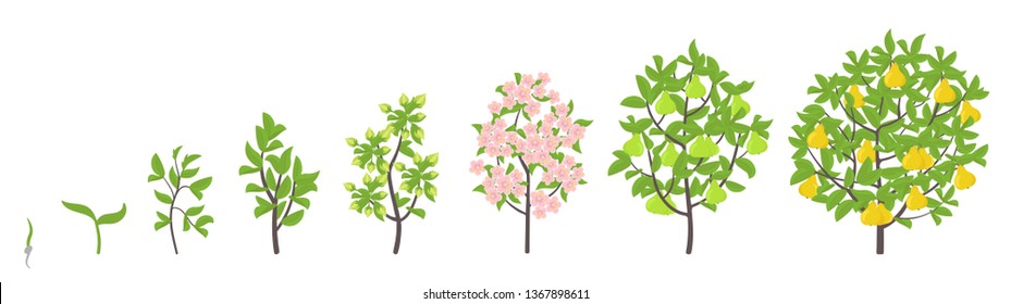 Pear tree growth stages. Vector illustration. Ripening period progression. Pear fruit tree life cycle animation plant seedling. Pear increase phases.