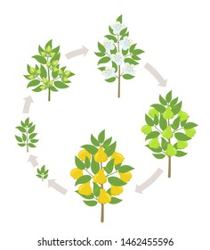 Pear tree growth stages. Vector illustration. Ripening period progression. Pear fruit tree life cycle animation plant seedling. Pear increase phases.