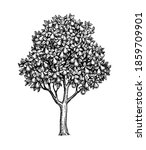 Pear tree. Ink sketch isolated on white background. Hand drawn vector illustration. Retro style.