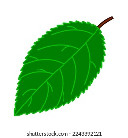 pear tree leaf vector icon colour
