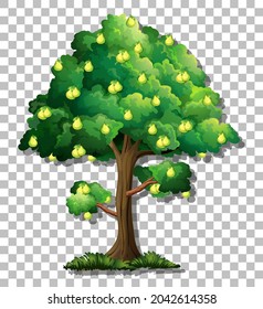 Pear tree on transparent background illustration
