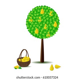 Pear tree. Vector illustration.