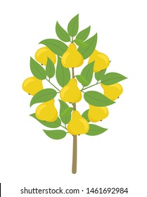 Pear tree. Vector illustration. Fruit tree plant. Flat vector color clipart. Ripe Pear on a tree. Edible fruit.