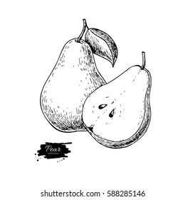 Pear vector drawing. Isolated hand drawn pear and sliced pieces.  Summer fruit engraved style illustration. Detailed vegetarian food sketch. Great for label, poster, print, menu