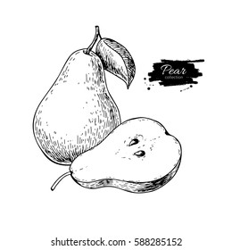 Pear vector drawing. Isolated hand drawn pear and sliced pieces.  Summer fruit engraved style illustration. Detailed vegetarian food sketch. Great for label, poster, print, menu