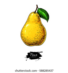 Pear vector drawing. Isolated hand drawn object on white background.  Summer fruit artistic style illustration. Detailed bright vegetarian food. Great for label, poster, print
