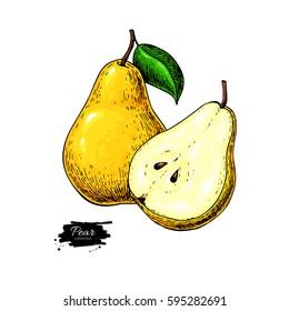 Pear vector drawing. Isolated hand drawn pear and sliced pieces.  Summer fruit artistic style illustration. Detailed bright vegetarian food. Great for label, poster, print, menu