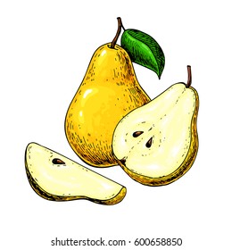 Pear vector drawing. Isolated hand drawn pear and sliced pieces.  Summer fruit artistic style illustration. Detailed bright vegetarian food. Great for label, poster, print, menu