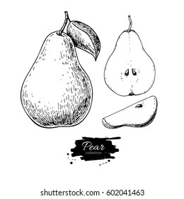 Pear vector drawing. Isolated hand drawn full pear and sliced pieces set.  Summer fruit engraved style illustration. Detailed vegetarian food  sketch. Great for label, poster, print