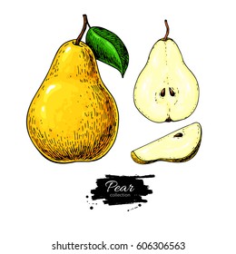 Pear vector drawing. Isolated hand drawn full pear and sliced pieces set.  Summer fruit artistic style illustration. Detailed bright vegetarian food. Great for label, poster, print