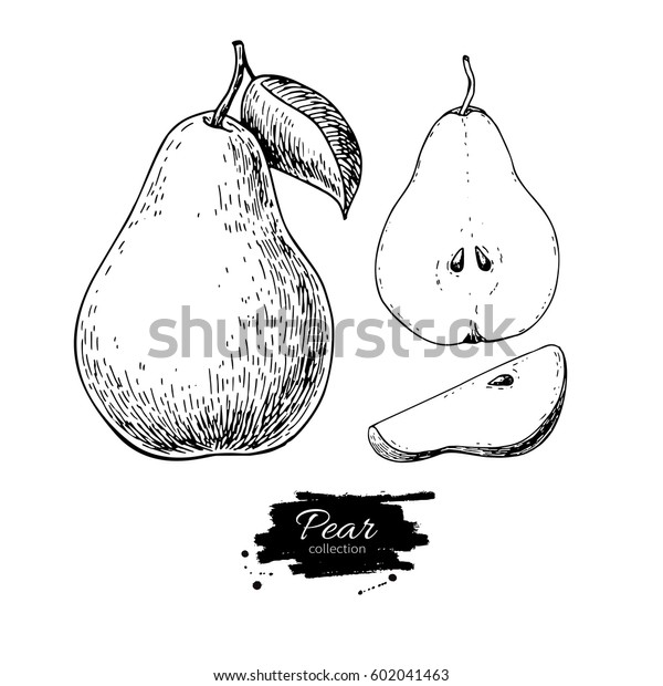 梨のベクター画像 手描きの梨と切り身セット 夏の果物の彫刻型イラスト 精進料理のスケッチ ラベル ポスター 印刷に最適 のベクター画像素材 ロイヤリティフリー
