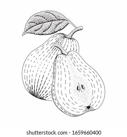 Ilustración de estilo vectorial de peras grabada para carteles, decoración e impresión. Dibujo a mano de fruta de la pasión en monocromo. Dibujo detallado de linchas de comida vegetariana. La imitación de la tabla de raquetas.