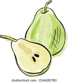 Pear vector fruit illustration. Great for food blog, menus and more. 