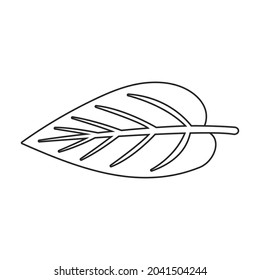 Icono de vector de peras.Icono de vector de contorno aislado en pera de fondo blanca.