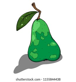 Pear. Vector illustration of a pear. Hand drawn green pear.