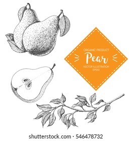 Pear vector illustration. Hand-drawn design element. A fruit drawn in vintage style