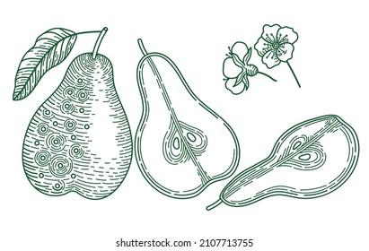 Pear vector illustration. Isolated hand drawn pear and sliced pieces.