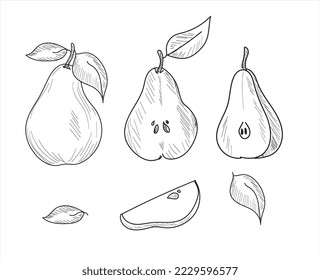 pear vector illustration set. Hand drawn tropical fruit illustration. Botanical sketch for label juice packaging design