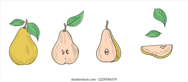 pear vector illustration set. Hand drawn tropical fruit illustration. Botanical sketch for label juice packaging design