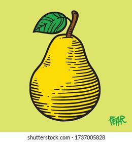 pear vector line art illustration