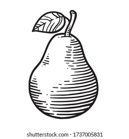 pear vector line art illustration