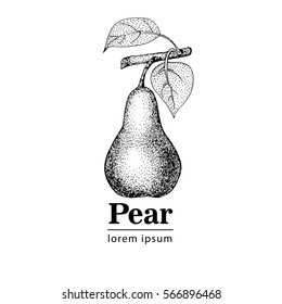 Pear, Vintage Engraved Illustration.