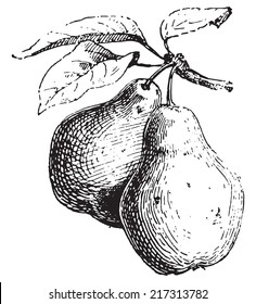 Pear, vintage engraved illustration. Dictionary of words and things - Larive and Fleury - 1895.