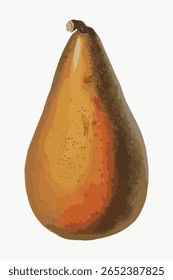 Pear vintage illustration isolated on white, vector. Vintage fruit illustration isolated on white, vector. Hand drawn fruit illustration vector.