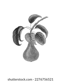 Pear watercolor pencil drawing, monochrome stylized drawn. Vector illustration