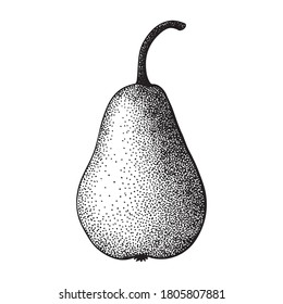 Pear. Whole fruit. Detailed sketch. Hand drawn vector illustration.