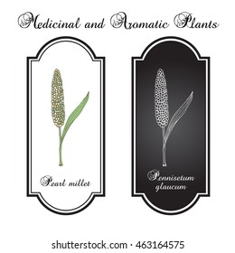 Pearl millet (Pennisetum glaucum), cereal crop. Hand drawn botanical vector illustration