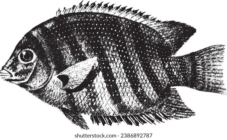 Pearl Spot Vector Drawing, Karimeen Pomfret, Aavoli, Seer Fish, black fish