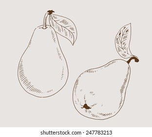 Pears 2 sketch vector illustration