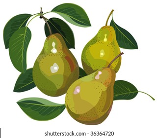Pears