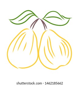 Pears, fruits, contour vector illustration 