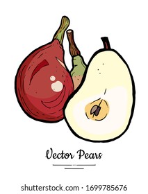 Pears fruits vector isolate. Pear whole chopped half cut slice. Fruit hand drawn illustration. Trendy food vegetarian sweet fruit icon logo sketch style. Red yellow pear illustration white background