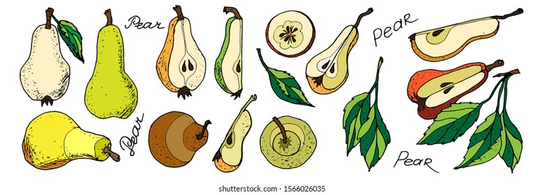 Pears hand drawn set. Fruit icons set , Sketch. Whole and chopped pears with leaves, isolated on white background vector illustration 