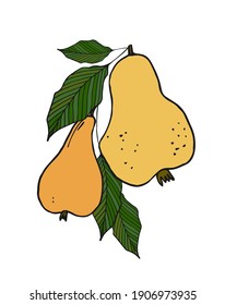 Pears. Hand drawn vector illustration on a white background.