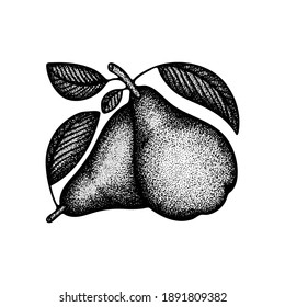 Pears hand drawn vintage style vector illustration. Engraving, retro style drawing pears with leaves. Dotted pears graphic. Part of set.