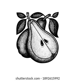 Pears hand drawn vintage style vector illustration. Engraving, retro style drawing pears with leaves. Dotted pears graphic. Part of set.