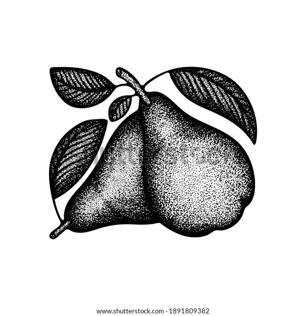 梨の手描きのビンテージスタイルのベクターイラスト 木版画 レトロ調の葉梨 ピアの図 セットの一部 のベクター画像素材 ロイヤリティフリー