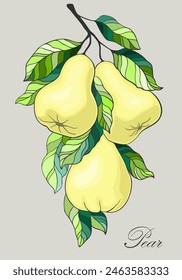 Pears hanging on branch with leaves. Fruit tree branch isolated on self-coloured background. Vector illustration