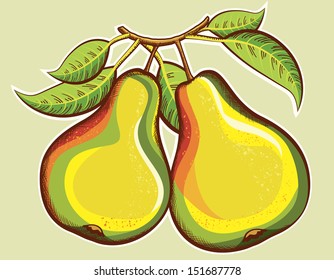 Pears illustration.Vector fresh fruits illustration for design