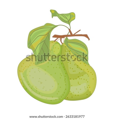 Pears isolated on white background. Fresh garden fruit. Sweet juicy pear with leaf. Two ripe green pear on branch. Vegetarian vitamin product. Natural dessert concept. Stock vector illustration