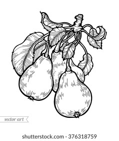 Pears isolated. Sweet fruit. Vector engraving, vintage illustration. Coloring book page for adult. Hand drawn artwork. Clean eating concept for for juice bottle design, branding, logo label