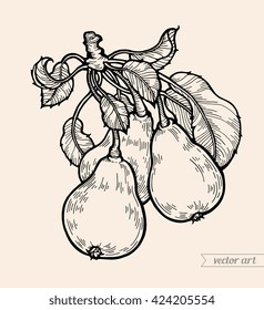 Pears isolated. Sweet fruit. Vector engraving, vintage illustration. Coloring book page for adult. Hand drawn artwork. Clean eating concept for for juice bottle design