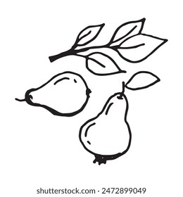 Peras y hojas dibujadas a mano Ilustración vectorial