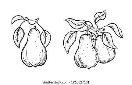 Pears on branch, black ink sketch. Set of hanging garden fruits with leaves. Botanic print, poster, element for farm product, packaging design. Graphic isolated vector illustration, white background