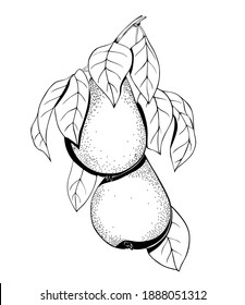 Pears on a branch black and white isolated element. Vector hand drawing.